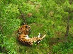 -青藏高原野生动物园