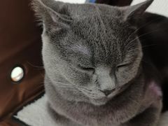 -守诺宠物医院·眼科· 特色牙科·异宠专科(虹口店)