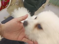 -怪兽屋·羊驼·猫咖·狗咖(俊华广场店)