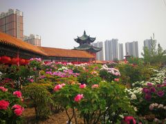 -曹州百花园