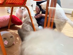 -1013 PET SHOP精品宠物商店(丁香店)