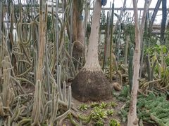 -南山植物园