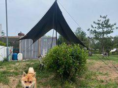 -爪吧宠物乐园·宠物泳池(温榆河示范区店)