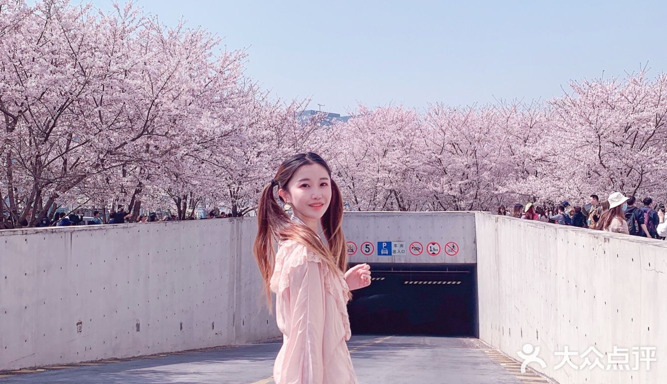 魔都樱花季🌸秒速五厘米的浪漫！