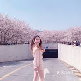 魔都樱花季🌸秒速五厘米的浪漫！