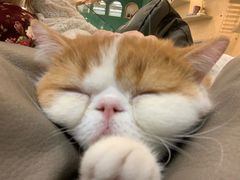 -飞行喵MR PILOT|猫舍·猫咖(静安大融城店)