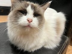 -猫色咖啡·猫咖