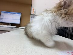 -瑞派康怡24h宠物医院·犬猫医疗中心·微创绝育(瑞景分院)