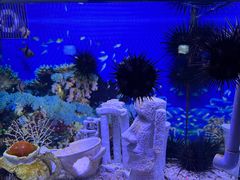 -芜湖新华联大白鲸海洋公园