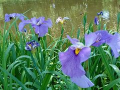 -上海共青森林公园