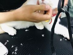 -嘉馨宠物医院·CT影像转诊·心脏科·犬猫全科诊疗中心(下沙大学城院区)