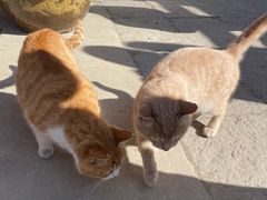 -终南山南五台景区