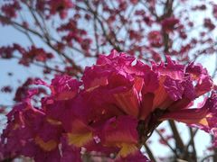 -南国桃园旅游度假区