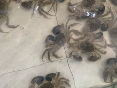 -七的湖·晚芳亭·阳澄湖农家菜·大闸蟹(莲花岛店)