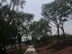 -白鹭湾湿地公园