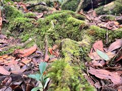 -云南屏边大围山国家公园