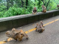-黔灵山公园
