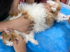 -纳吉亚猫专科动物诊疗中心(蒋宅口分院)