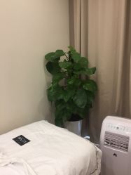 -贞禾医美·连锁