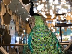 门面-雀蓝川菜(奥体广场店)