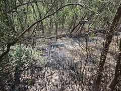 -大亚湾红树林城市湿地公园