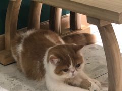 -飞行喵MR PILOT|猫舍·猫咖(静安大融城店)