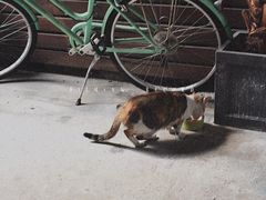 -猫里有甜