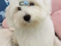 -momokira米努特·德文卷毛猫·棉花面纱犬