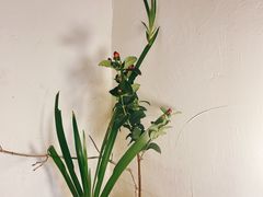 -艺术食堂(创意料理)