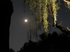 -西湖外事游船(花港观鱼码头)