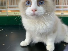 -爱侣宠医·鹦鹉专科·小型哺乳类·异宠专科(灵石路店)