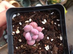 -中环花鸟鱼虫市场