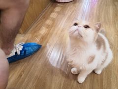-滚猫咖啡·猫咖·猫友好撸猫(未来城店)