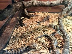 -帕帕拉兹宠物(亚洲旗舰店)