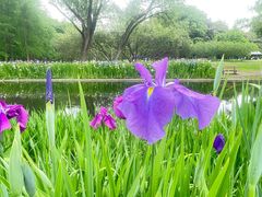 -上海共青森林公园