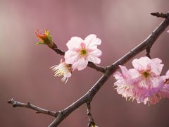 -顾村公园