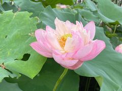-厦门园林博览苑