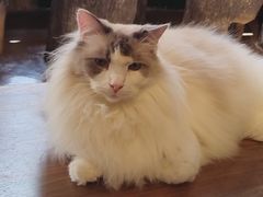 -猫猫幼稚园·撸猫·桌游·电玩