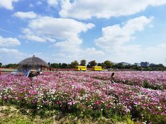 -径山花海