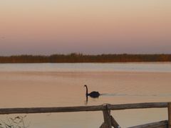-南大港湿地风景区