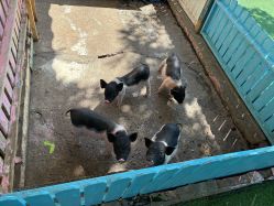 -萌宠亲子动物乐园(槐房万达店)