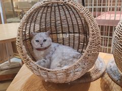 -藏猫猫咖啡主题馆(中央大道店)