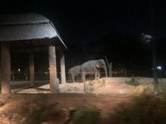 -清迈夜间动物园