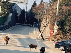 -泽雅景区