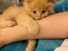 -北京观赏动物医院·24小时大型综合·猫专科·异宠专科