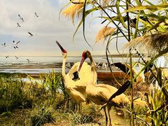 -中国湿地博物馆