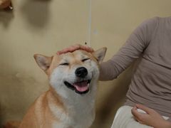 -柴犬高等学院·狗咖·柴犬售卖·宠物训练