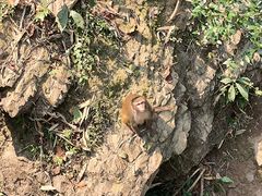 -野象谷景区