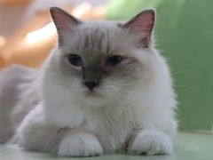 -猫和宫(六道口店)
