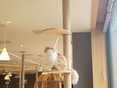 -CAT’S MEWSTAR CAFE·喵星球猫屋(晴湾咖啡店)
